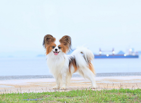 Dog Salon Papillon Family Hina